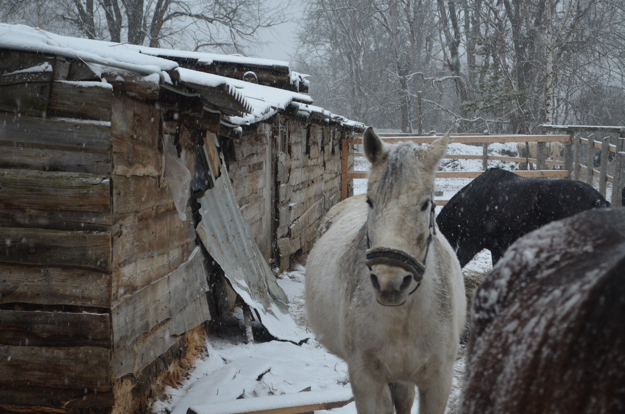 Horse Paradise. Зимний - лагерь в г. Гостец, Владимирская область.  Творческий лагерь для детей от 8 до 17 лет