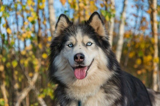 Детский лагерь «Зов Севера» Клондайк, Костромская область - Костромская область, д. Дементьево, купить путевку
