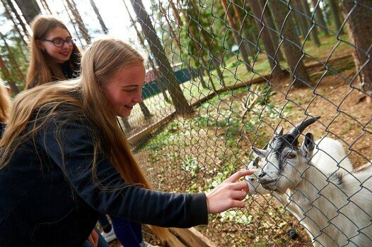 Детский лагерь «Искра», Череповец - Череповец, купить путевку