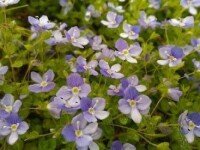 Зеленый огонек