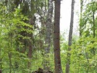 «Валдайская Робинзонада» Лайт, Новгородская область