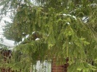 «VolenBall», Дмитров