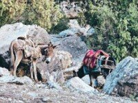 «Детская Ладога Лайт», Приозерск