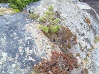 «Охотники за северным сиянием», Беломорск