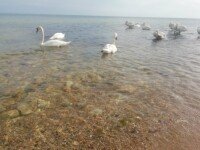 «Юность», Волгоградская область