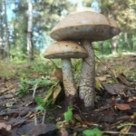 «Робинзонада. Хибинская Одиссея», Мурманская область