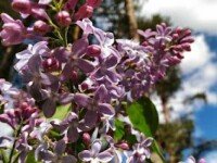 Зеленый огонек