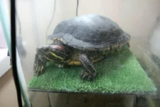 «Манга-лагерь», Сергиев Посад