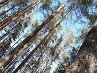 «Валдайская Робинзонада» Лайт, Новгородская область