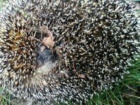 Звездное лето