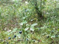 «Валдайская Робинзонада» Лайт, Новгородская область