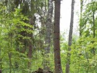 «Робинзонада» Дети Шпионов. Отряд особого назначения, Новгородская область