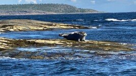 «Охотники за северным сиянием», Беломорск
