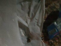 «Лазуревый берег», Геленджик