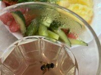 «Дон», Краснодарский край