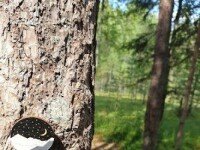 «Валдайская Робинзонада» Лайт, Новгородская область