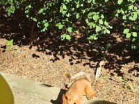 «Нива», Геленджик