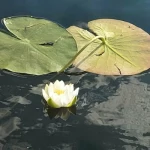 «Робинзонада» Бизнес-лагерь, Калужская область