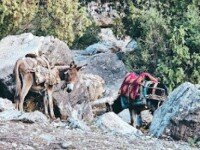 Семейный тур «Без рюкзаков», Республика Алтай